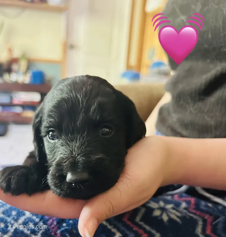 Pink – Goldendoodle puppy for sale in Cheraw, SC
