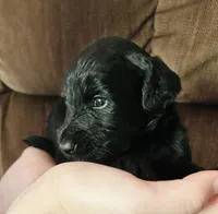 Pink, a female Goldendoodle for sale in Cheraw, SC – 2 of 4