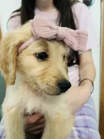 Purple, a female Goldendoodle for sale in Cheraw, SC – 5 of 5