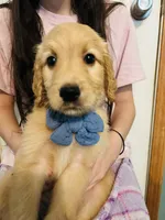  Pikachu, a male Goldendoodle for sale in Cheraw, SC – 1 of 8