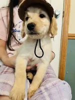 Yellow, a female Goldendoodle for sale in Cheraw, SC – 4 of 7