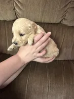 Pink, a female Goldendoodle for sale in Cheraw, SC – 4 of 5