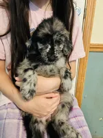 Mary, a female Goldendoodle for sale in Cheraw, SC – 1 of 6