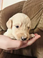 Yellow, a female Goldendoodle for sale in Cheraw, SC – 4 of 4