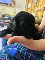 Boy blue, a male Goldendoodle for sale in Cheraw, SC – 3 of 4