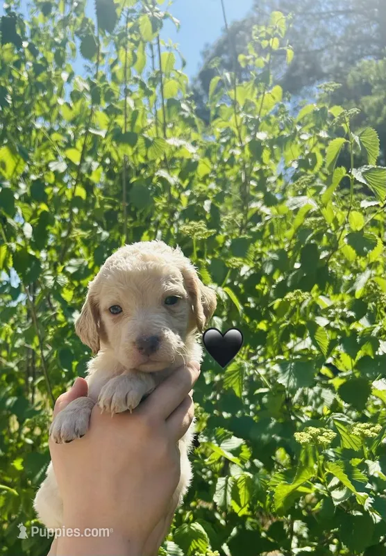 Black – Double Doodle puppy for sale in Cheraw, SC
