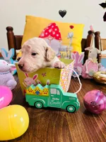 Black, a male Double Doodle for sale in Cheraw, SC – Photo 3 of 8