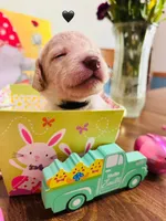 Black, a male Double Doodle for sale in Cheraw, SC – Photo 7 of 8