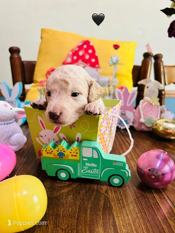 Black – Double Doodle puppy for sale in Cheraw, SC