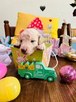 Black, a male Double Doodle for sale in Cheraw, SC – Photo 1 of 8