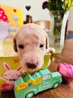 Black, a male Double Doodle for sale in Cheraw, SC – Photo 6 of 8