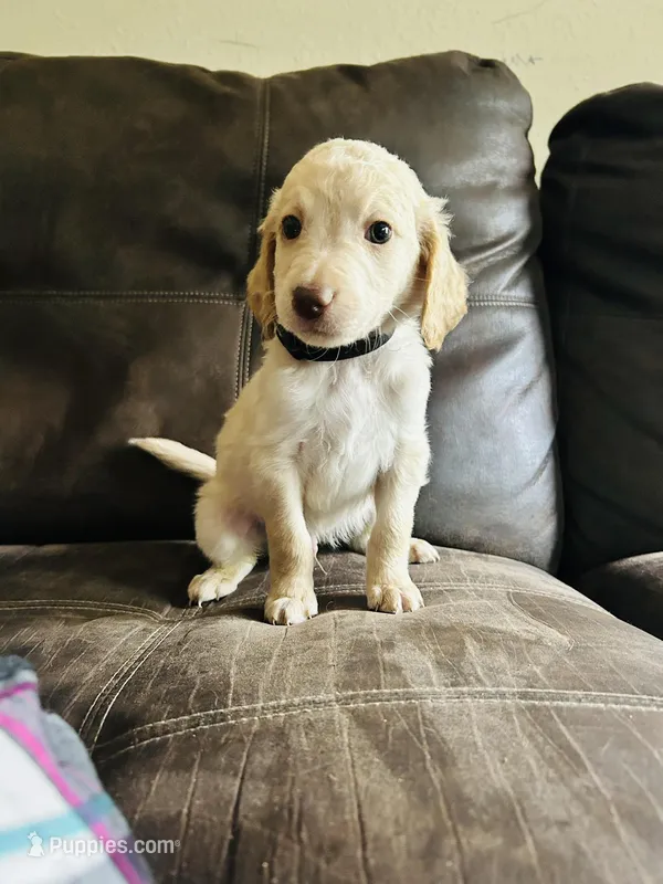 Black – Double Doodle puppy for sale in Cheraw, SC