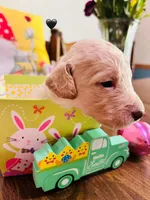 Black, a male Double Doodle for sale in Cheraw, SC – Photo 8 of 8