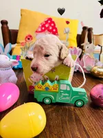 Black, a male Double Doodle for sale in Cheraw, SC – Photo 4 of 8