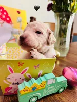 Black, a male Double Doodle for sale in Cheraw, SC – Photo 5 of 8