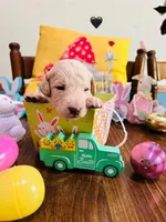 Black, a male Double Doodle for sale in Cheraw, SC – Photo 2 of 8