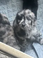 Mary, a female Goldendoodle for sale in Cheraw, SC – 2 of 6