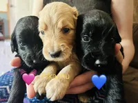 Pink, a female Goldendoodle for sale in Cheraw, SC – 4 of 4