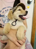 Yellow, a female Goldendoodle for sale in Cheraw, SC – 3 of 7