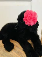 Pink, a female Goldendoodle for sale in Cheraw, SC – 9 of 9