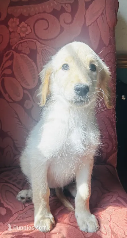 Pink – Goldendoodle puppy for sale in Cheraw, SC