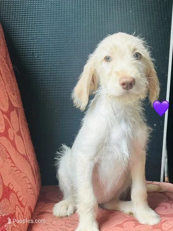 Purple – Double Doodle puppy for sale in Cheraw, SC