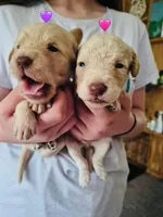 Pink, a female Double Doodle for sale in Cheraw, SC – Photo 5 of 6