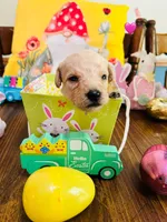 Pink, a female Double Doodle for sale in Cheraw, SC – Photo 3 of 6