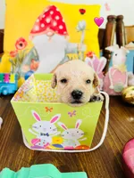 Pink, a female Double Doodle for sale in Cheraw, SC – Photo 2 of 6