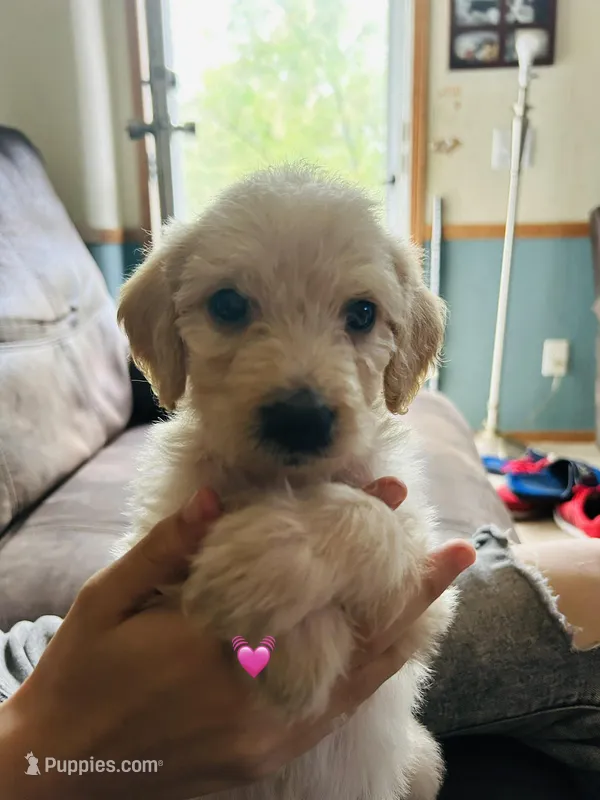 Pink – Double Doodle puppy for sale in Cheraw, SC