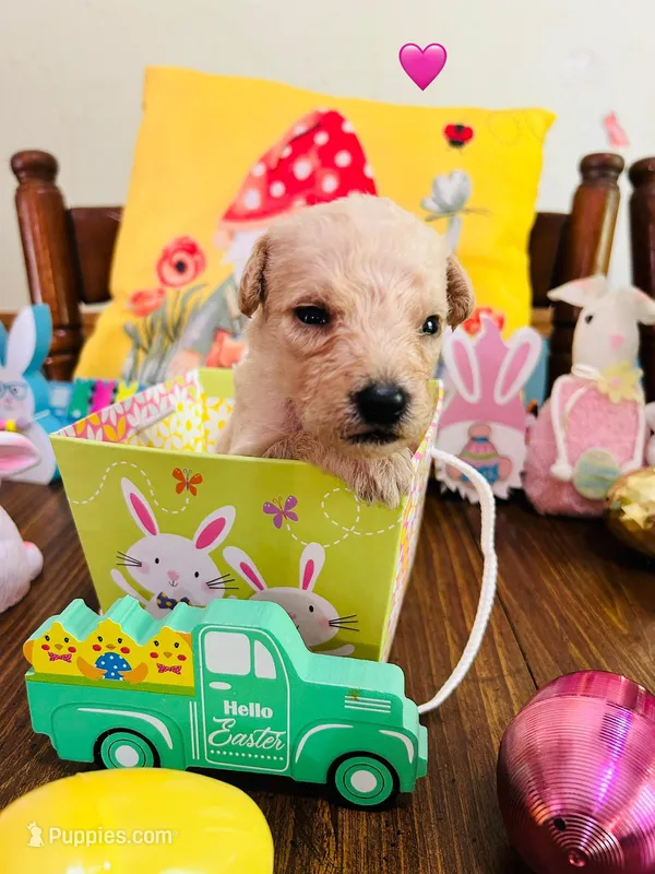 Pink – Double Doodle puppy for sale in Cheraw, SC