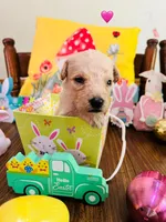 Pink, a female Double Doodle for sale in Cheraw, SC – Photo 1 of 6