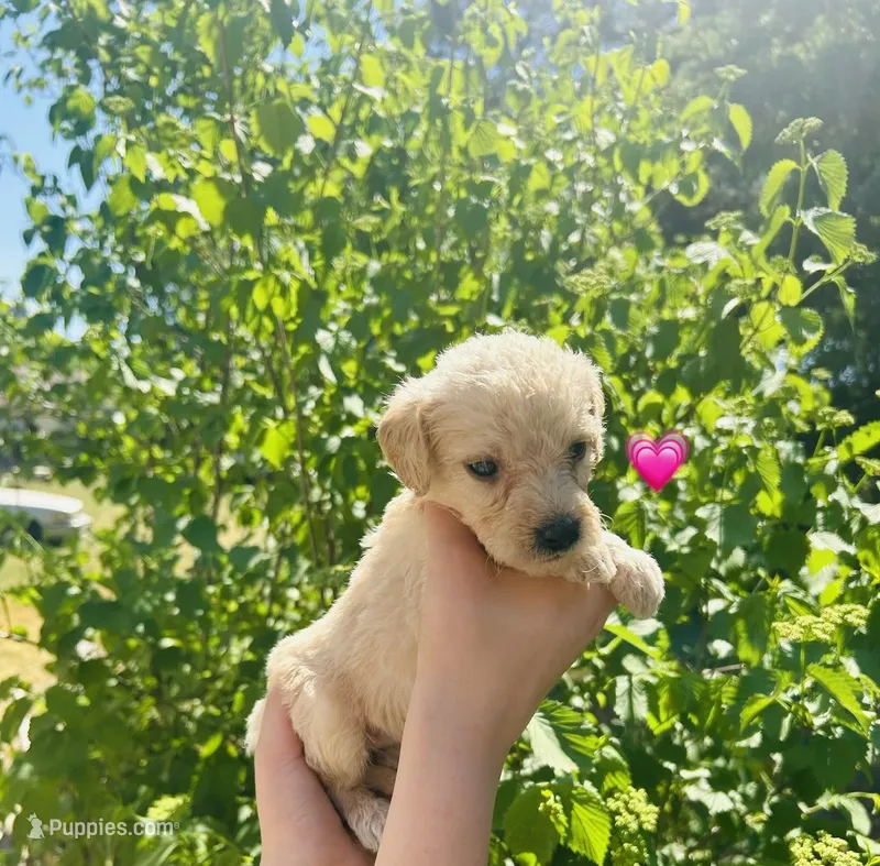 Pink – Double Doodle puppy for sale in Cheraw, SC