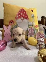 Pink, a female Double Doodle for sale in Cheraw, SC – Photo 6 of 6