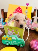 Pink, a female Double Doodle for sale in Cheraw, SC – Photo 4 of 6