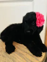 Pink, a female Goldendoodle for sale in Cheraw, SC – 5 of 9