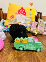 Orange, a male Double Doodle for sale in Cheraw, SC – Photo 2 of 6