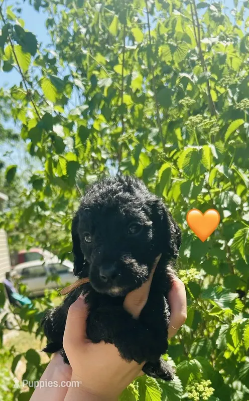 Orange – Double Doodle puppy for sale in Cheraw, SC