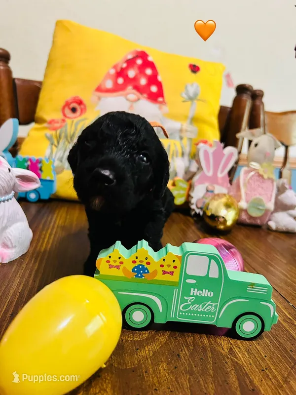 Orange – Double Doodle puppy for sale in Cheraw, SC