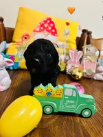 Orange, a male Double Doodle for sale in Cheraw, SC – Photo 1 of 6