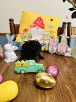 Orange, a male Double Doodle for sale in Cheraw, SC – Photo 5 of 6