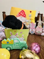 Orange, a male Double Doodle for sale in Cheraw, SC – Photo 3 of 6