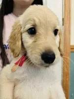 Pink, a female Goldendoodle for sale in Cheraw, SC – 5 of 5