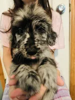 Mary, a female Goldendoodle for sale in Cheraw, SC – 3 of 6