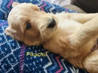  Pikachu, a male Goldendoodle for sale in Cheraw, SC – 3 of 3