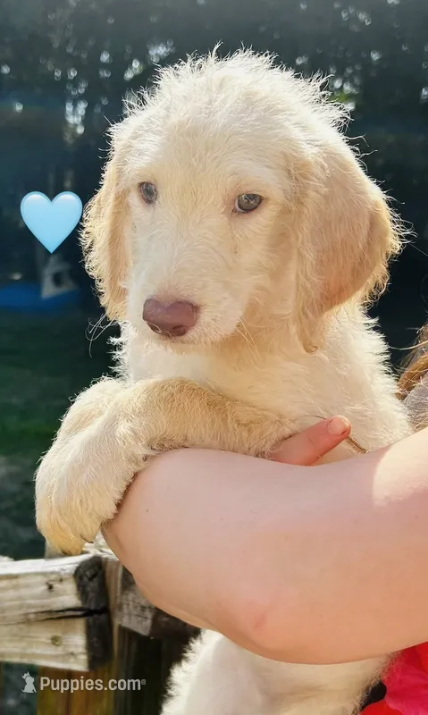 Teal – Double Doodle puppy for sale in Cheraw, SC