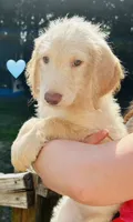 Teal, a male Double Doodle for sale in Cheraw, SC – 1 of 3