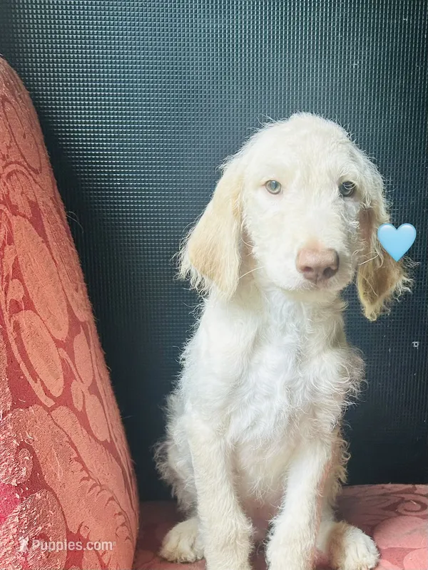 Teal – Double Doodle puppy for sale in Cheraw, SC