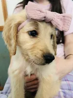 Purple, a female Goldendoodle for sale in Cheraw, SC – 2 of 5
