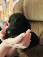 Boy blue, a male Goldendoodle for sale in Cheraw, SC – 4 of 4